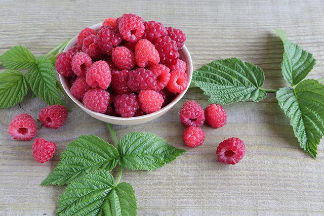 Phenolic-enriched raspberry extract can decrease weight gain – even when eating a high-fat diet
