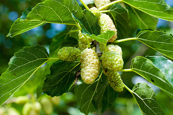 White mulberry can help with weight loss, study finds