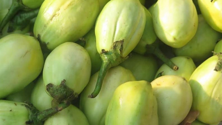 African eggplant: What are the health benefits?