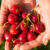 The brain-boosting potential of tart cherry juice