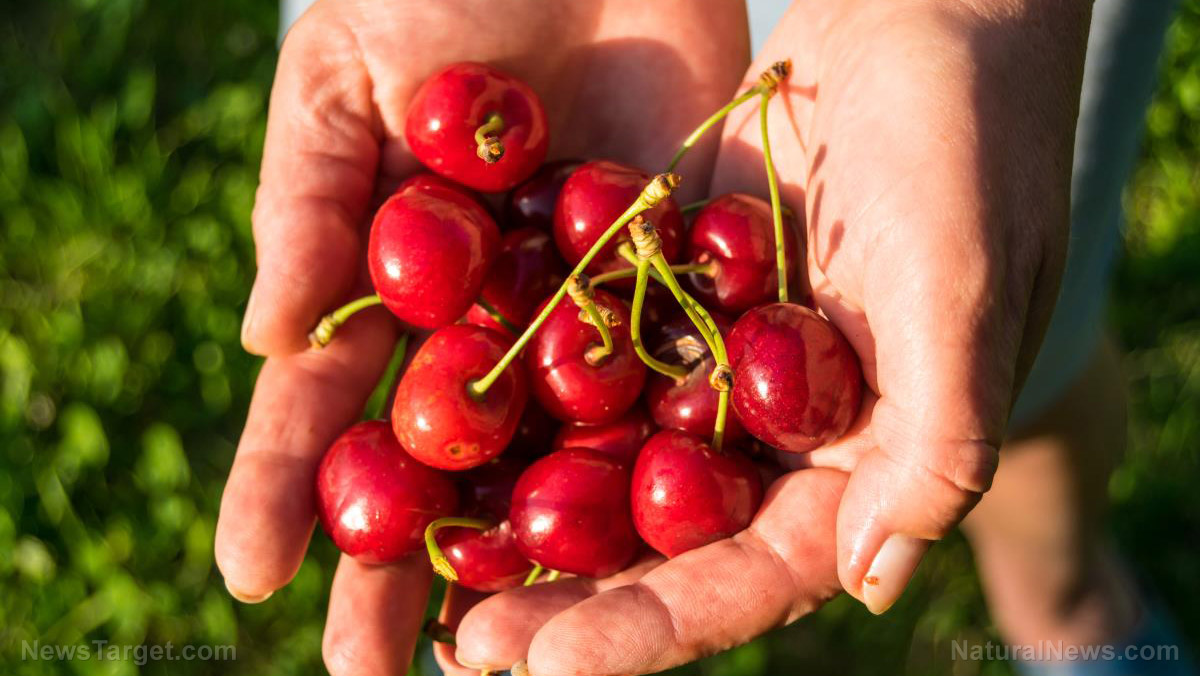 The brain-boosting potential of tart cherry juice