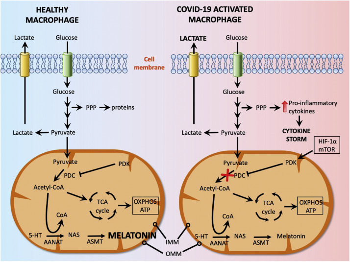 Melatonin Inhibits COVID-19-induced Cytokine Storm by Reversing Aerobic Glycolysis in Immune Cells: A Mechanistic Analysis