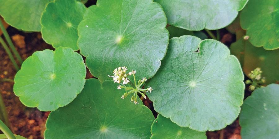 From boosting memory to fighting hair loss, here's how 'Brahmi' herb can benefit your health