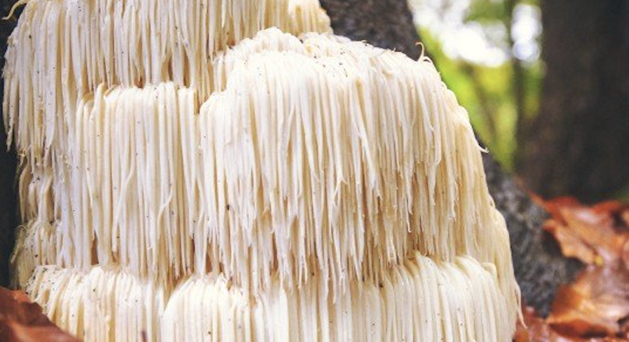 The Amazing Health Benefits of Lion’s Mane Mushrooms – II