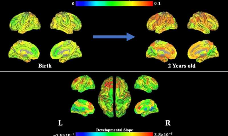 Scientists show how brain flexibility emerges in infants