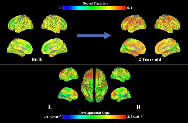 How Brain Flexibility Emerges in Infants