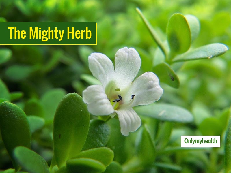 Know The Power Of Brahmi Herb In Keeping Mental Well-being