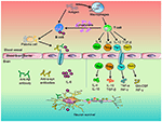 Role of Peripheral Immune Cells-Mediated Inflammation on the Process of Neurodegenerative Diseases