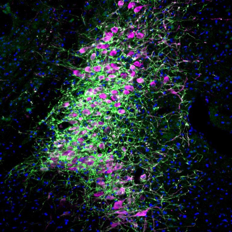 Specific Brain Region and Circuits Controlling Attention Identified