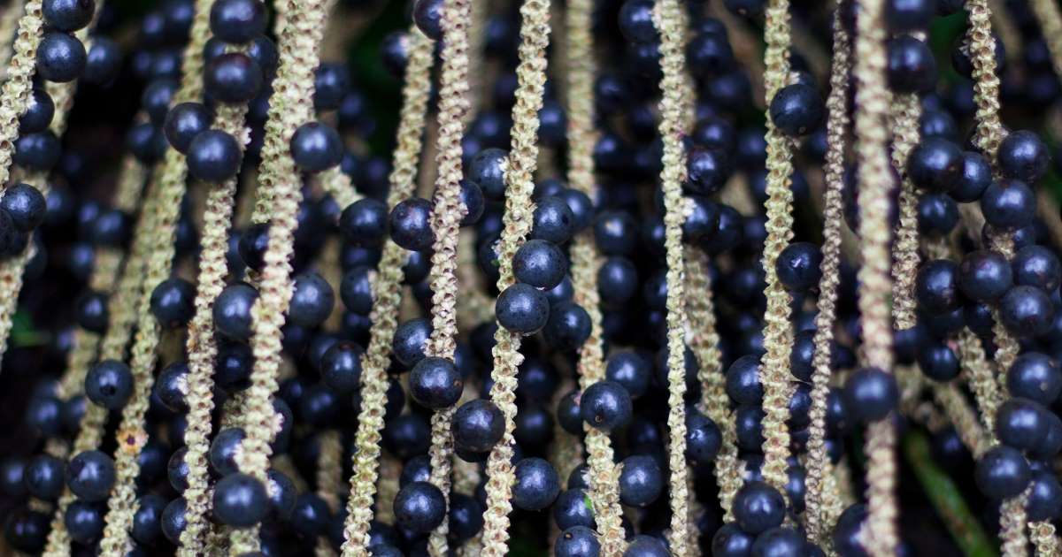 Should You Eat Acai Berries? Here Are the Health Benefits