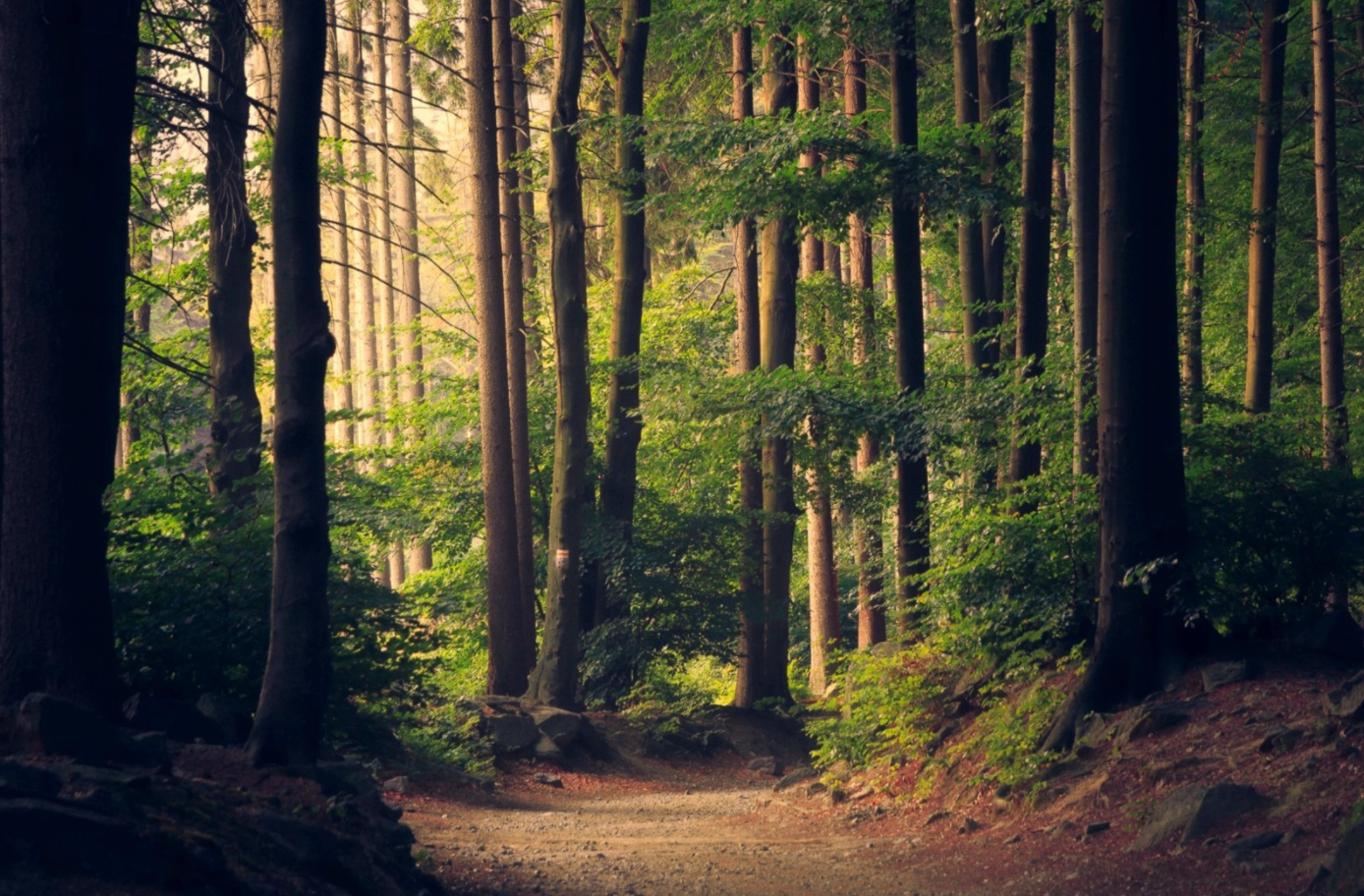 7 Scientific Reasons Your Mind and Body Want to Walk in Nature (Green Space Counts)