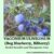 Bilberry Extract May Improve Memory and Help Reverse the Cognitive Decline Experienced with Aging