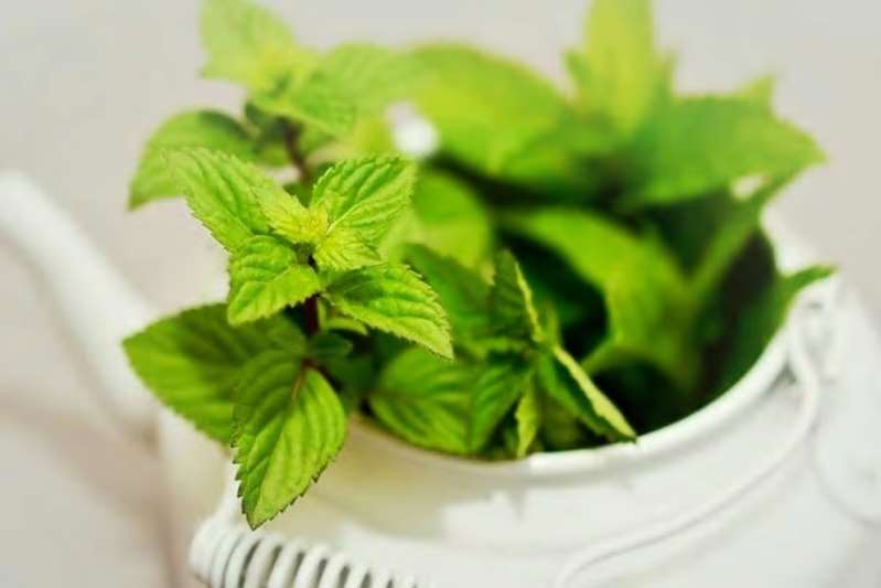 Mint Leaves: Rich in Vitamins, Great For Weight Loss, 10 Incredible Benefits of Adding Pudina to Your Diet