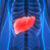 Adequate glutathione intake found to boost liver health