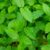 Read about the abundant health benefits of mint leaves; here’s why you should eat them everyday