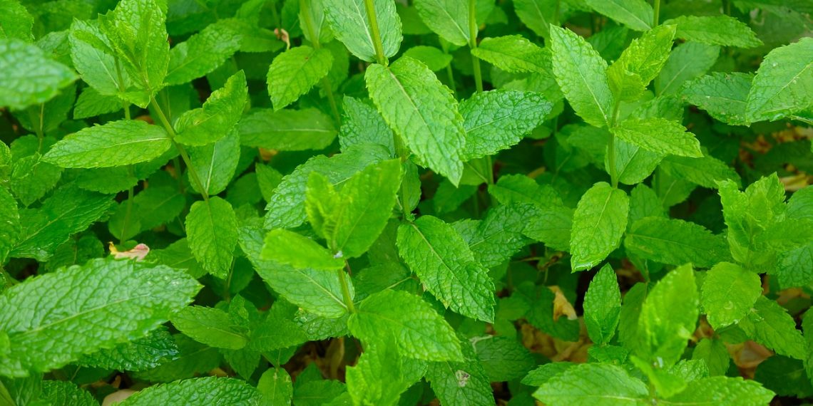 Read about the abundant health benefits of mint leaves; here’s why you should eat them everyday