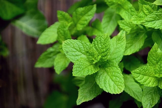 10 Health Benefits Of Mint Leaves That One Must Know