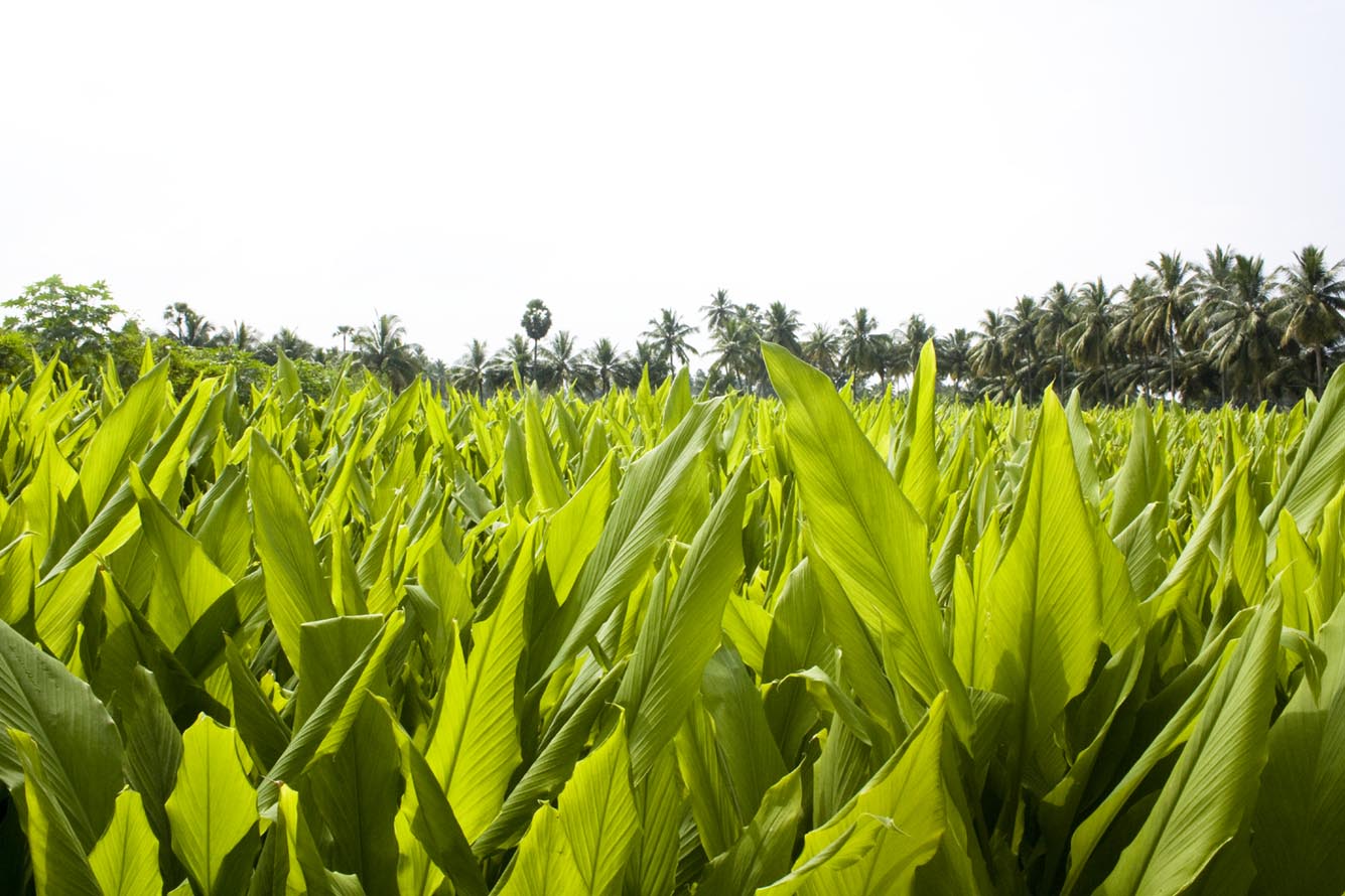 Turmeric Extract Demonstrates Neuroprotective Effects in New Study