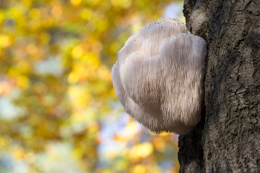 All About Lion’s Mane Mushroom Plus 1 Amazing Recipe