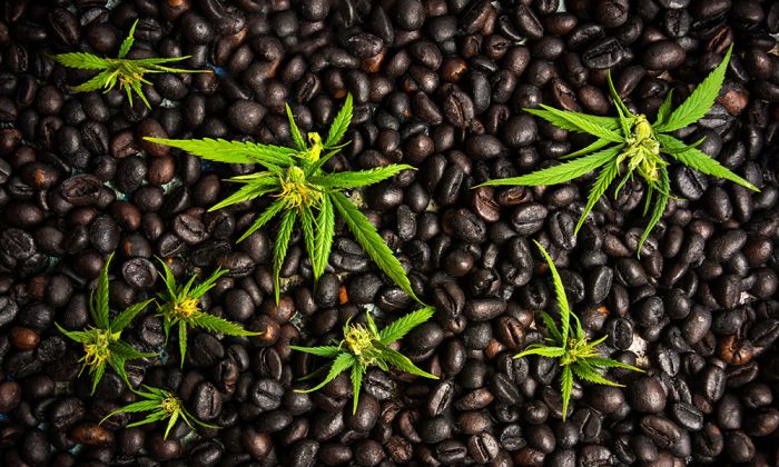 Coffee With Blue Dream: How Cannabis & Caffeine Interact