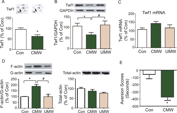 Alteration of twinfilin1 expression underlies opioid withdrawal-induced remodeling of actin cytoskeleton at synapses and formation of aversive memory