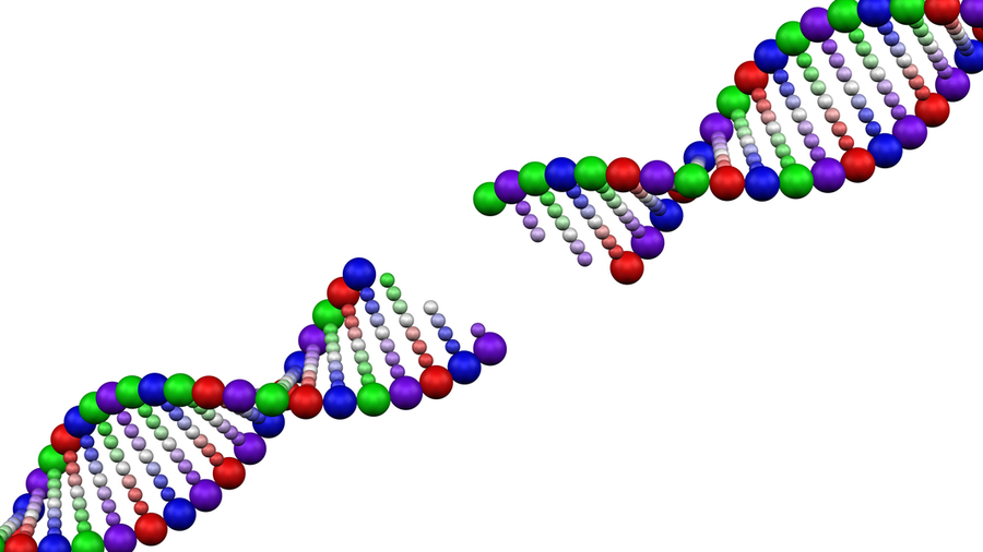 Memory-making involves extensive DNA breaking