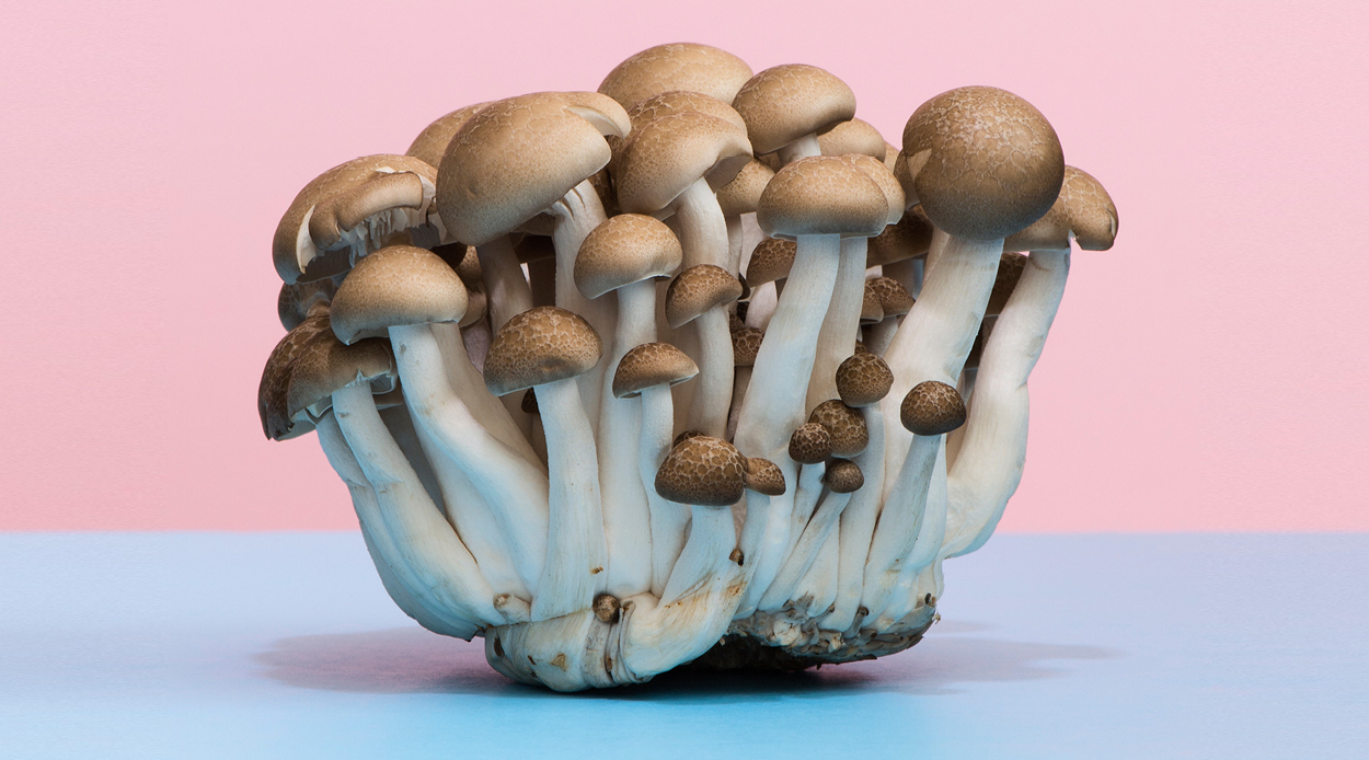 Yet to try functional mushrooms? Catch up on the wellness world’s enduring obsession with fungi