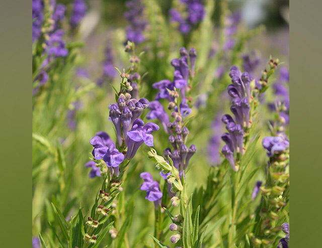 Chinese skullcap can kill brain cancer cells, thanks to its active component baicalein