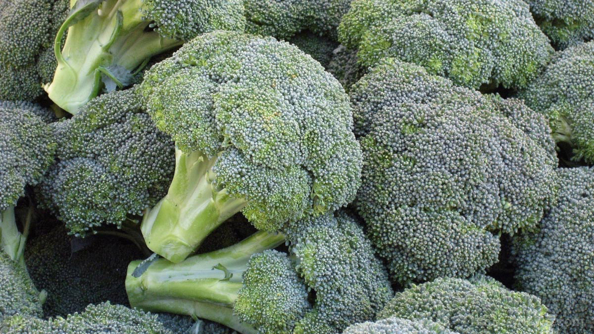 Could a molecule found in broccoli help the brain REPAIR spike protein damage?