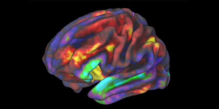 Neuroimaging study finds people who exercise more display an elevated brain response to reward