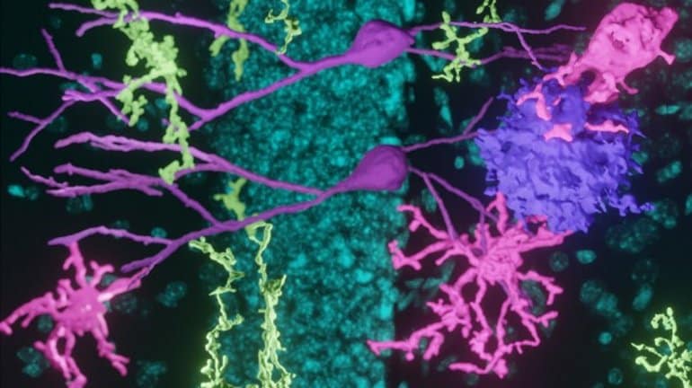 Scientists Enhance New Neurons to Restore Memory and Elevate Mood in Alzheimer’s Disease