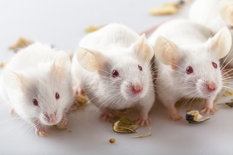 Scientists Artificially Raise Mouse Heartbeats: What Study Means for Us