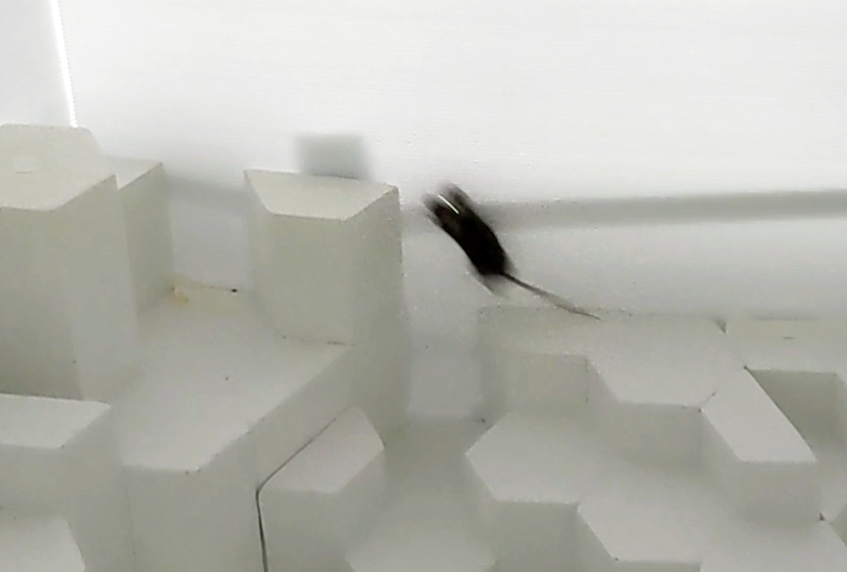 Lightweight system captures brain activity while mice jump