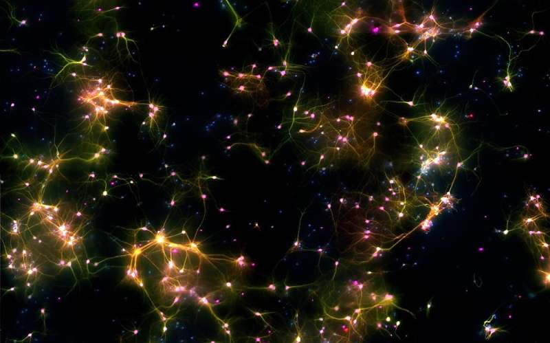 Living model of brain reveals how human neurons work together to process information