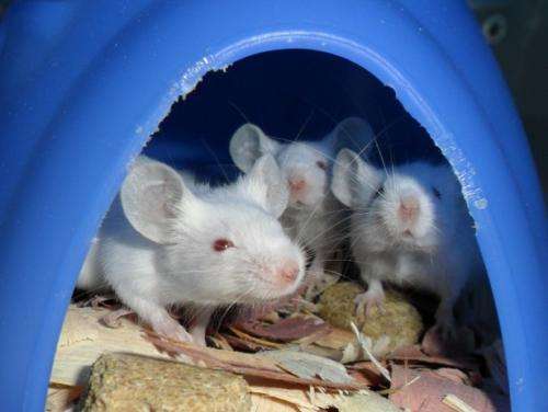 Study in mice shows brain is 'rewired' during pregnancy to prepare for motherhood