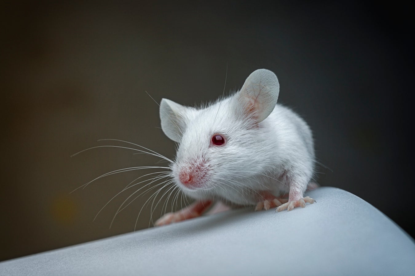First Atlas of Every Mouse Brain Cell Could Improve Neuro Disease Treatments