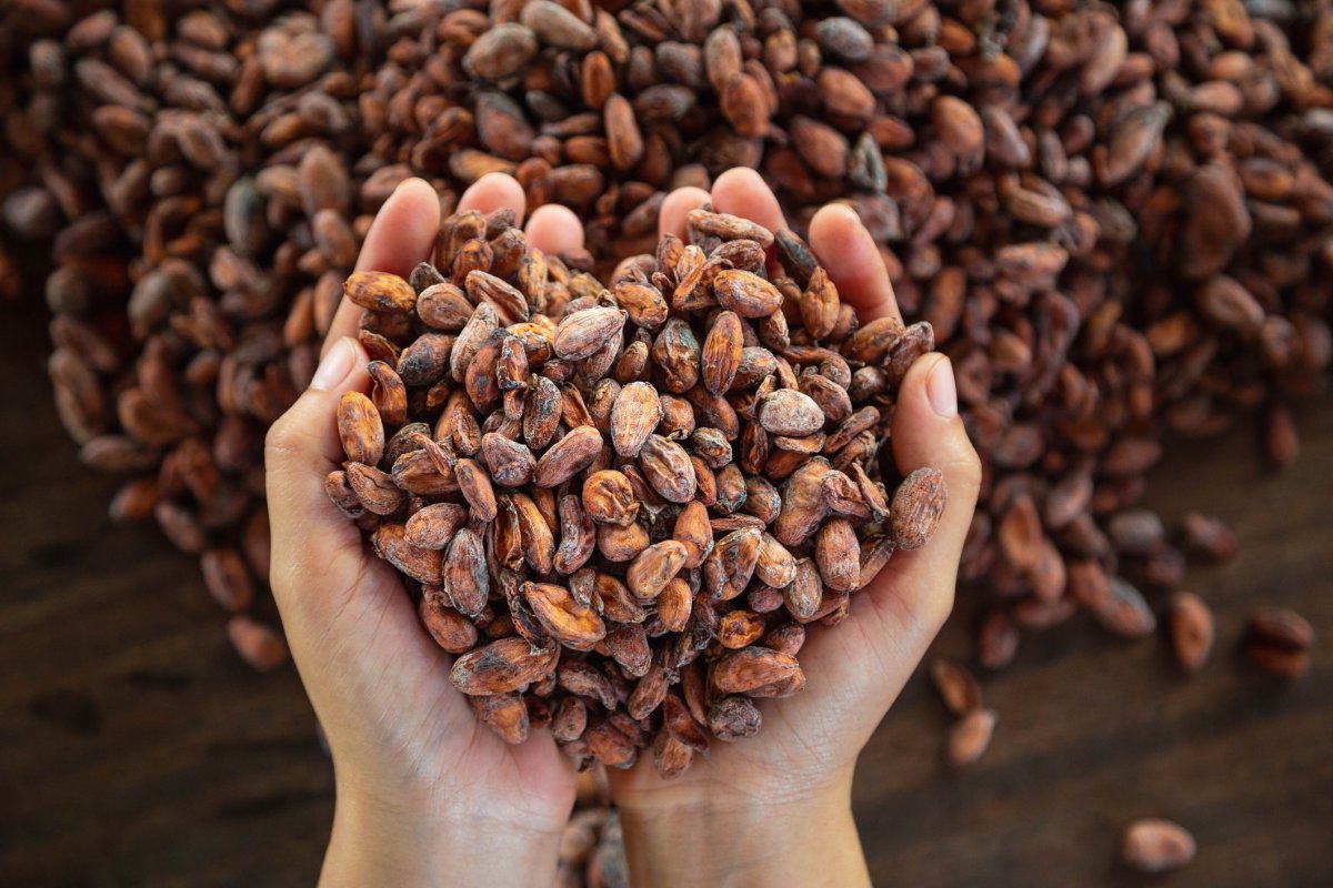 Cocoa Could Boost Brains of Older Adults With Poor Diets