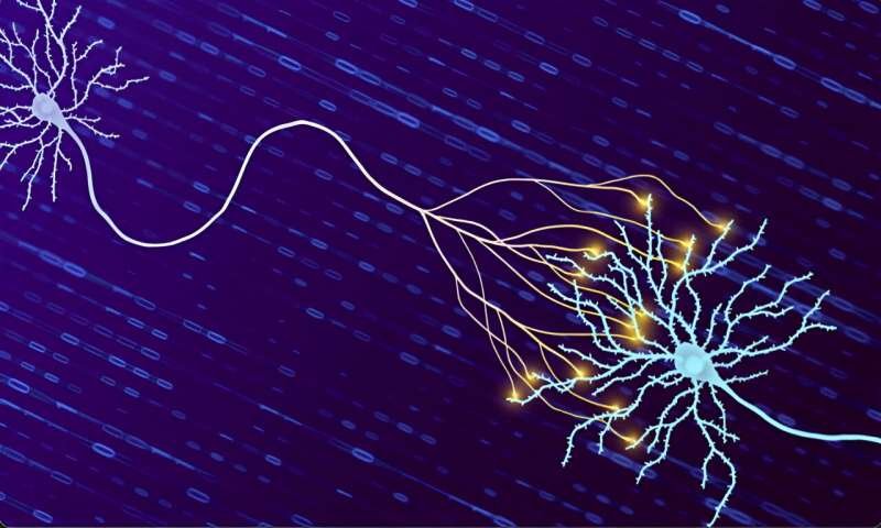 Upgrading brain storage: Quantifying how much information our synapses can hold